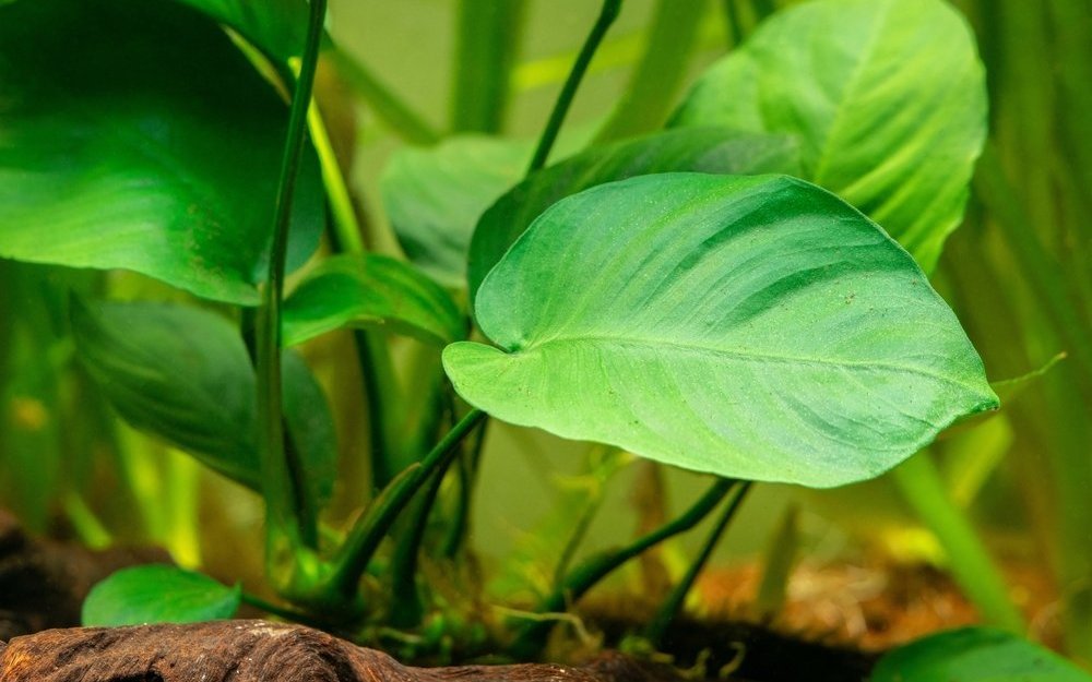 Anubis-Arten wachsen langsam und benötigen darum nicht so viel Co2. Zudem sind sie nicht lichthungrig. 