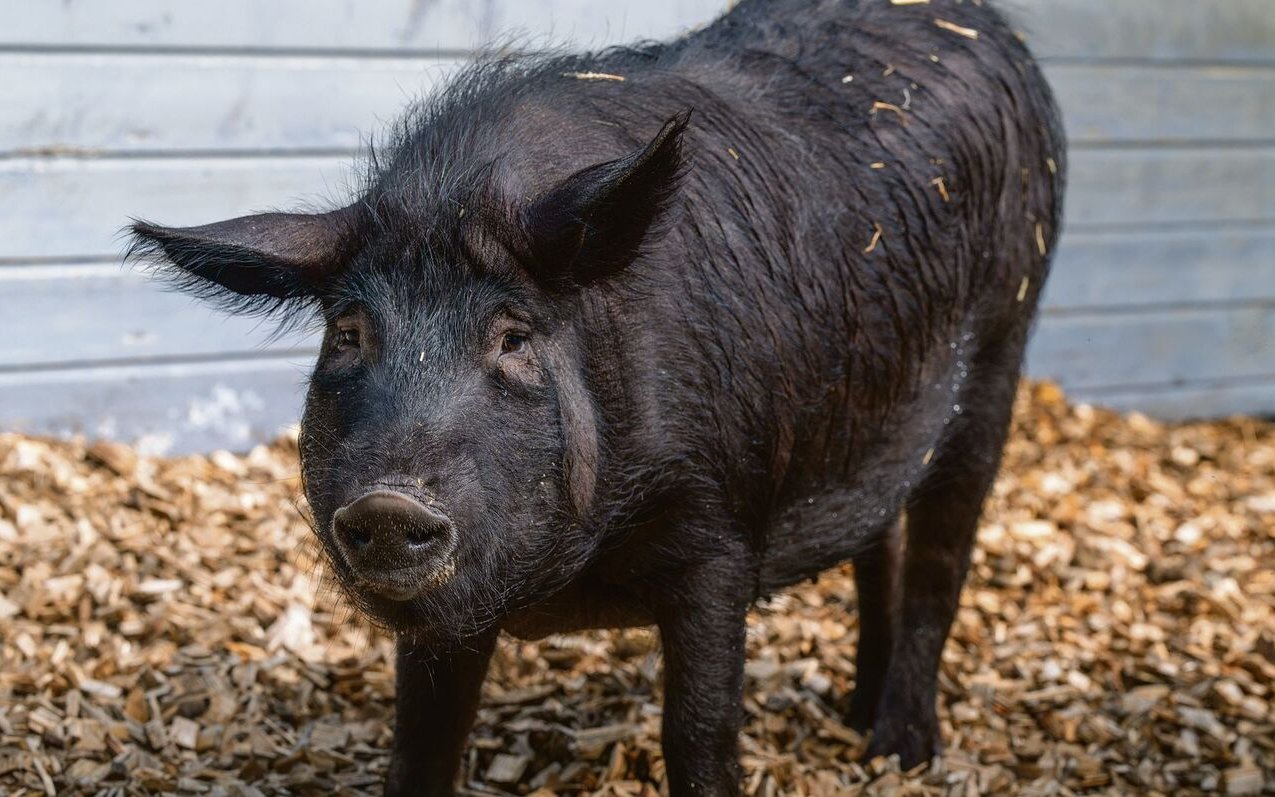 Markenzeichen des Alpenscheins: dunkle Haut und schwarze Borsten.