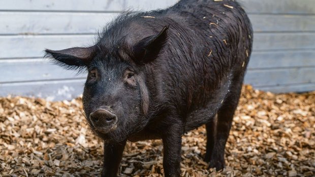 Markenzeichen des Alpenscheins: dunkle Haut und schwarze Borsten.