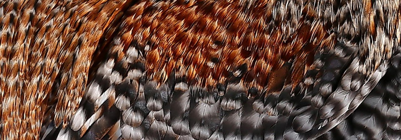 Ausschnitt aus einer «kennfarbenen» Gefiederzeichnung eines Italienerhahns.