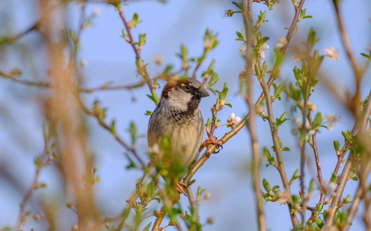 Haussperlinge, oder auch Spatzen genannt, sind die zweithäufigste Vogelart in Schweizer Siedlungsräumen. 