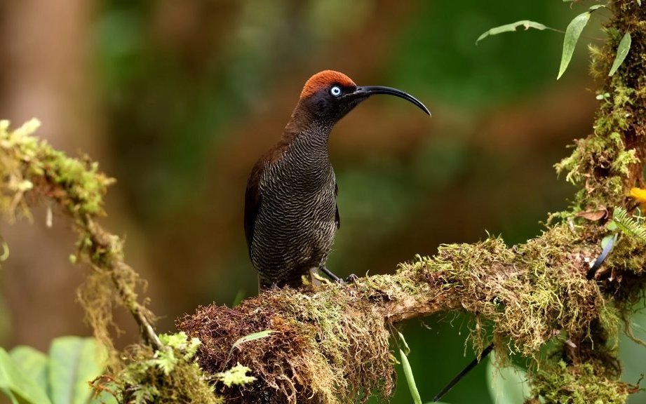 Schmalschwanz-Paradieshopf 