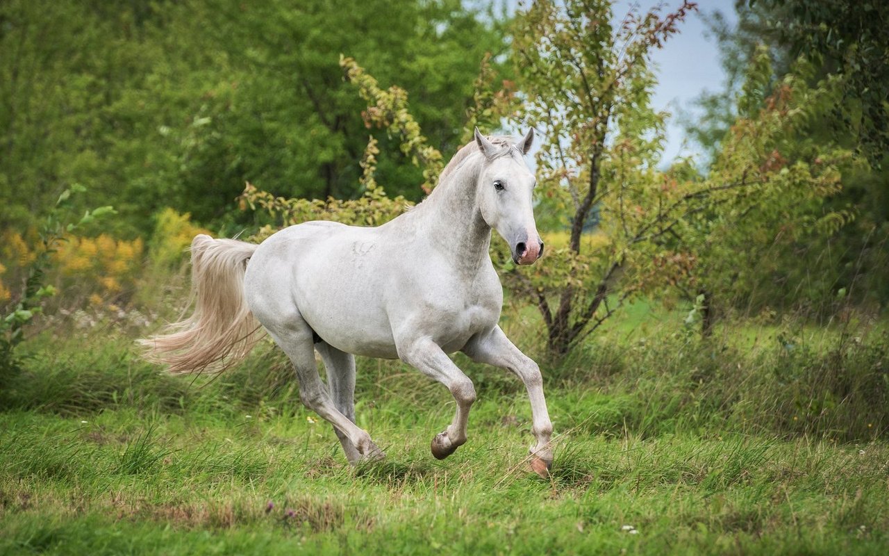 Lipizzaner sind Pferde mit Geschichte. Die Habsburger züchteten sie für die Hohe Schule.