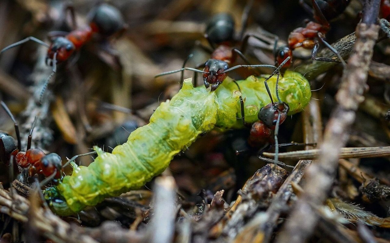 Nebst Honigtau gehören Insekten auf die Speiseliste von Waldameisen.