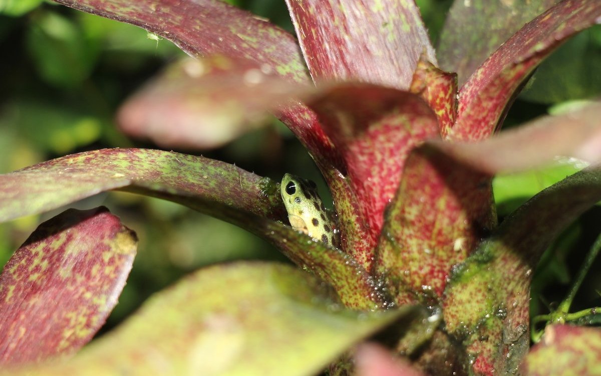 Der Oophaga pumilio «Colon» lebt im Terrarium genau gleich wie in seinem natürlichen Verbreitungsgebiet.