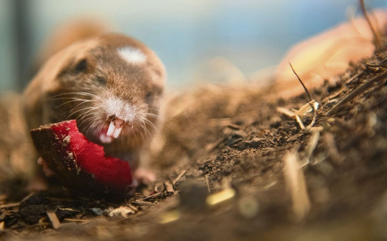 Der Kleingraumull mag es vegetarisch: Seine Leibspeise sind Wurzeln.  