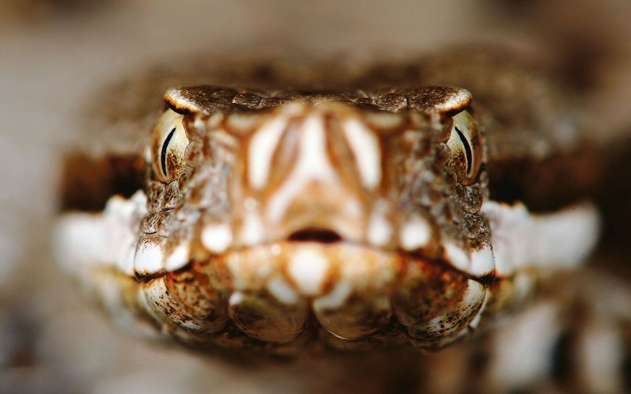Schlangen verlassen sich bei der Jagd auf ihren hervorragenden Seh- und Geruchssinn.
