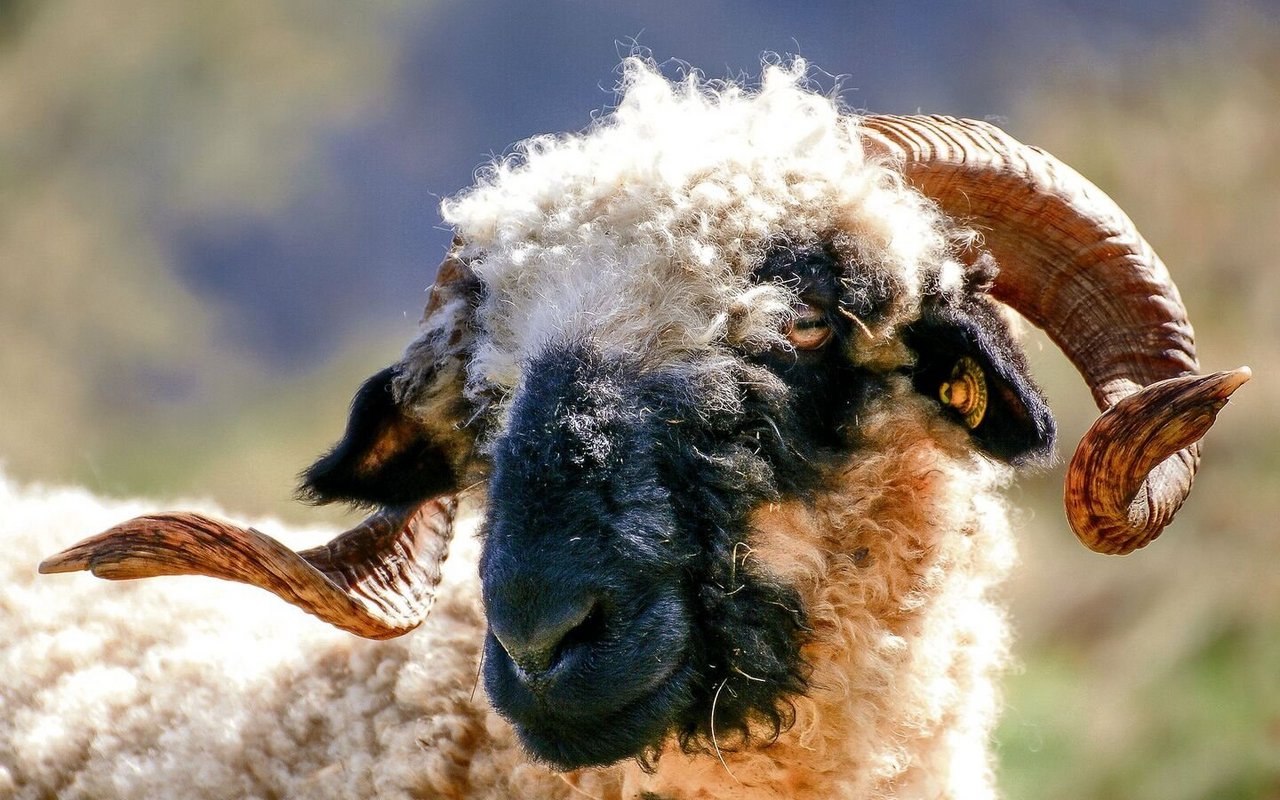 Die besonderen Schwarznasenschafe gehören zum Wallis, wie die hohen Berge.
