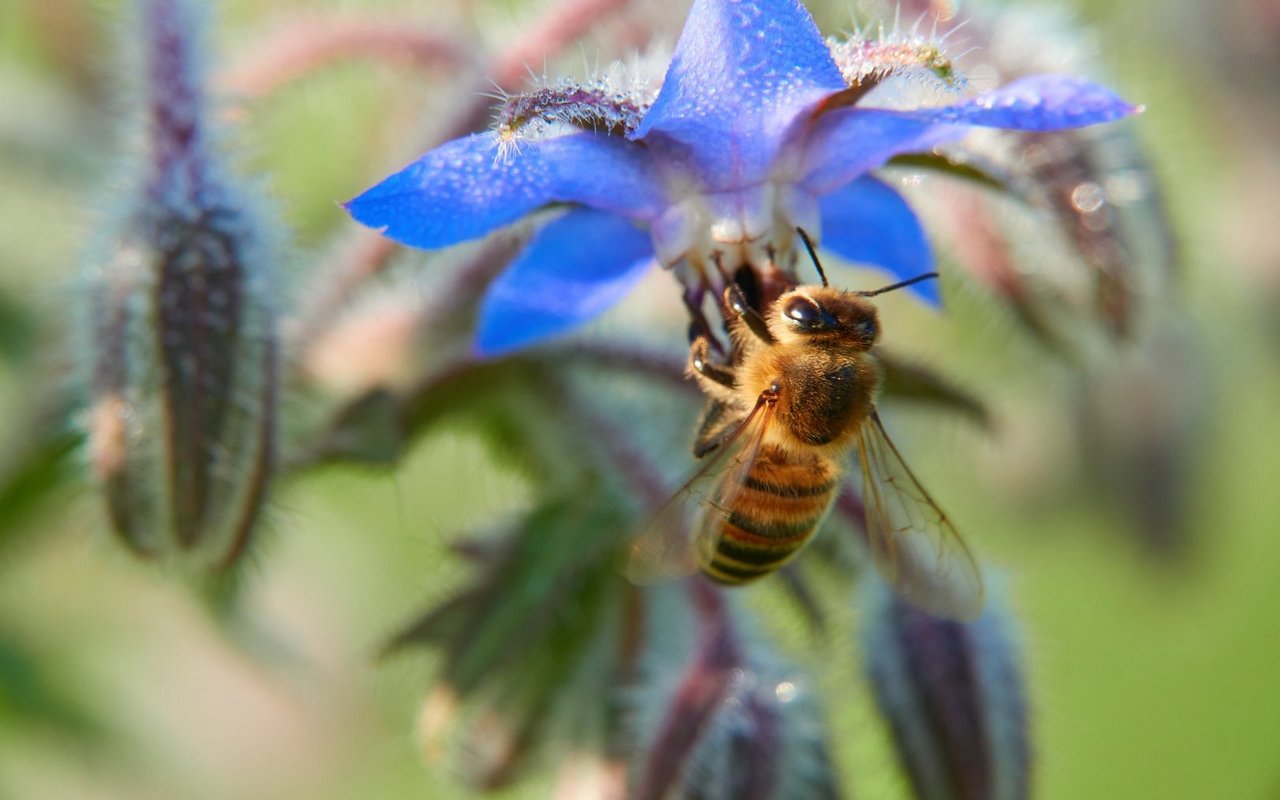 Dass durch Pestizide verursachte Vergiftungen von Bienen vorkommen, weiss Marianne Tschuy von Apiservice, dem Schweizer Bienengesundheitsdienst.