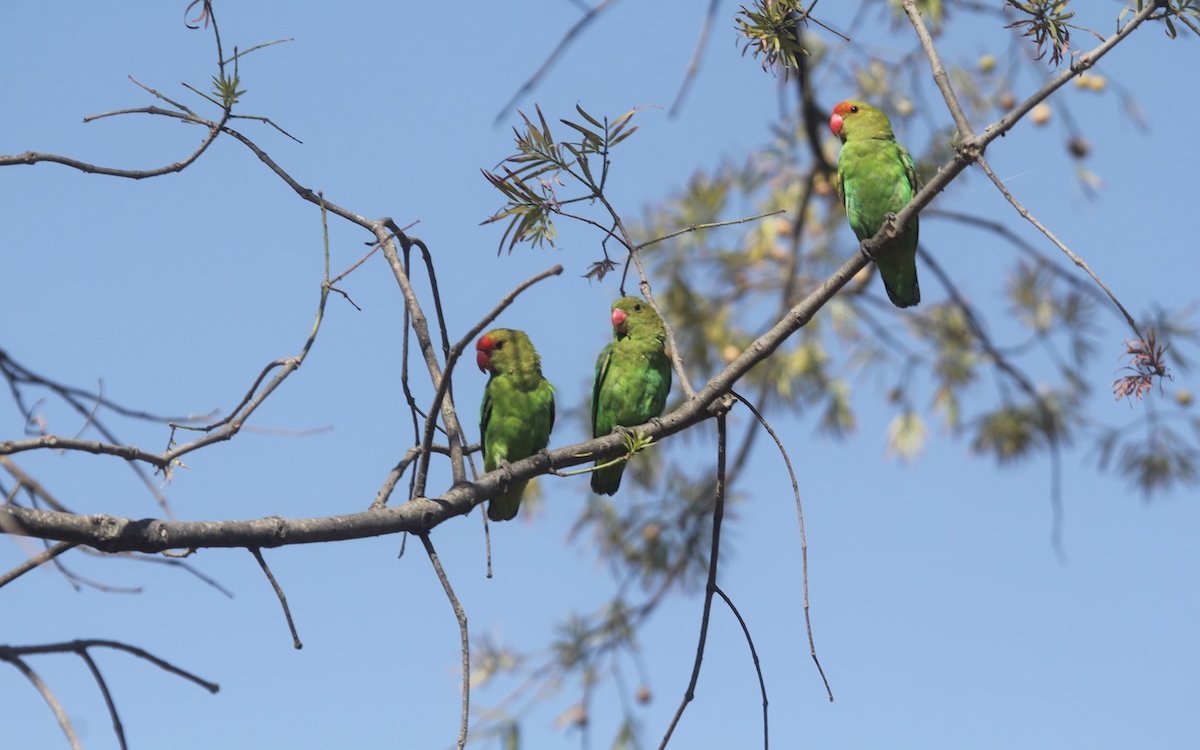 Taranta-Unzertrennliche in Äthiopien am Morgen in der Nähe des Langano-Sees. In der Mitte sitzt ein Weibchen. 