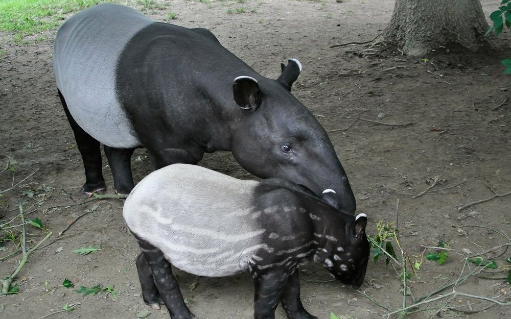 Schabrackentapire zeichnen sich durch die markante weisse Binde über den Körper aus, die ihre Konturen im Regenwald unterbricht und sie so besser tarnt.