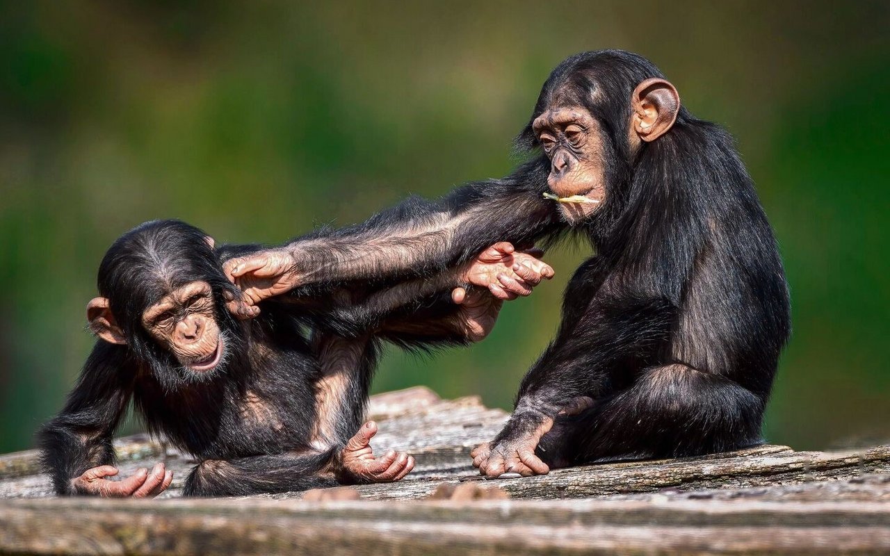 Während spielerischen Rangeleien lernen Jungtiere soziale Normen.