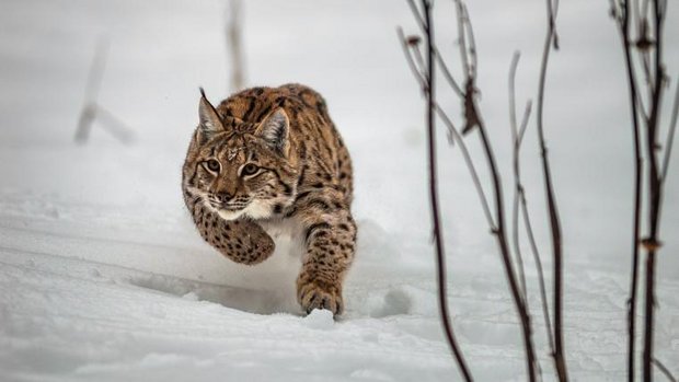 Luchs im Schnee