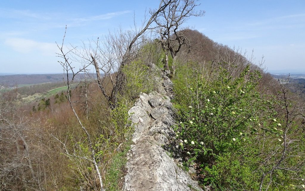 Auf der Lägern von Dielsdorf Richtung Baden führt der Weg über eine schmale Krete. 