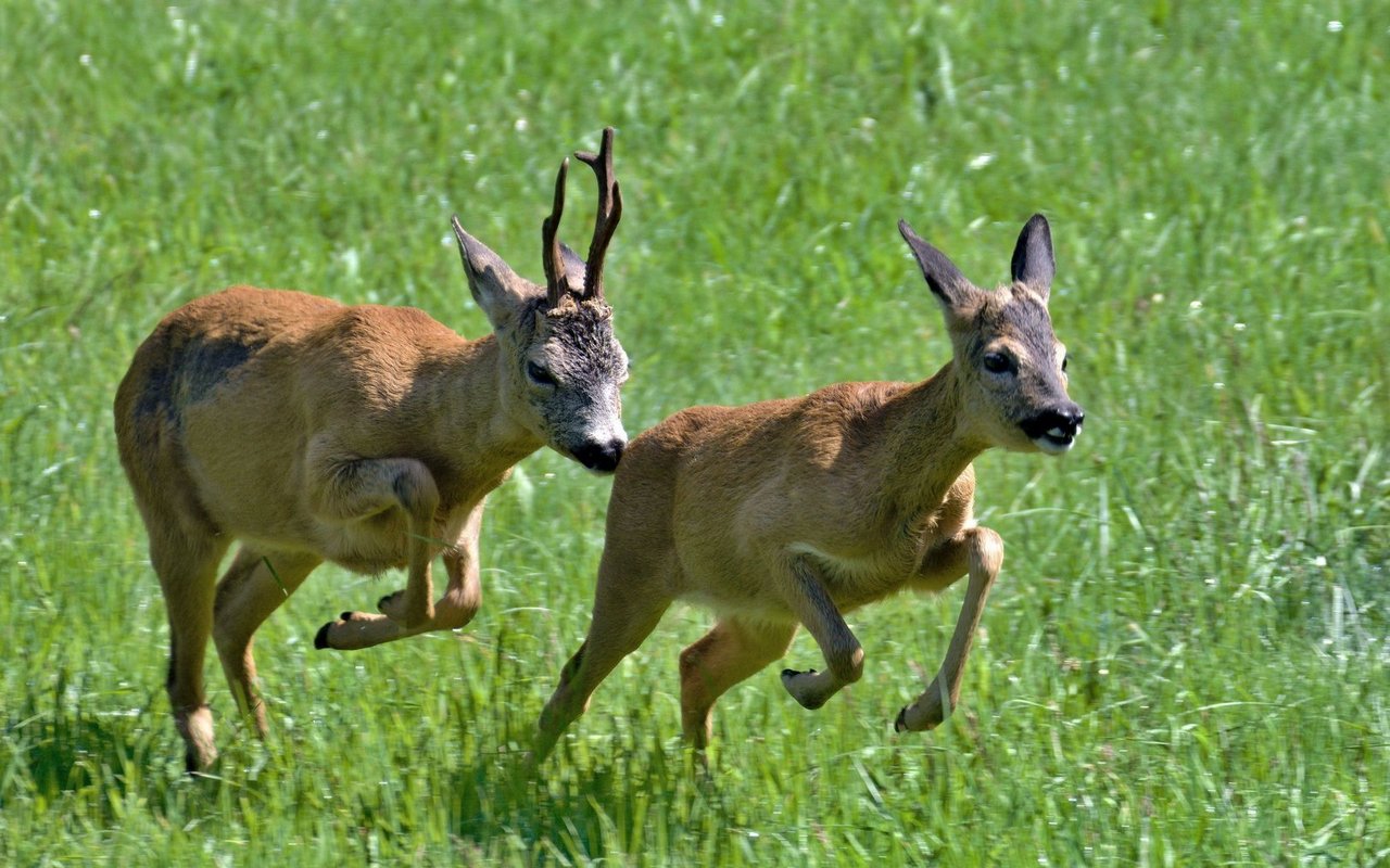 Der Rehbock treibt die Ricke, bis es zur Begattung kommt.Dann folgt meist eine lange Tragzeit, weil die Keimruhe einsetzt.