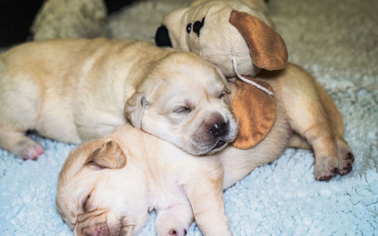 Auch über eine eigene Zucht und Welpenstation verfügt die Schule.
