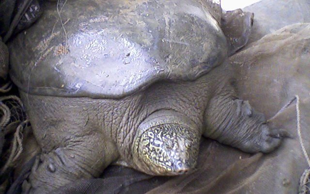 Eine der letzten gefangenen Jangtse-Riesenweichschildkröten