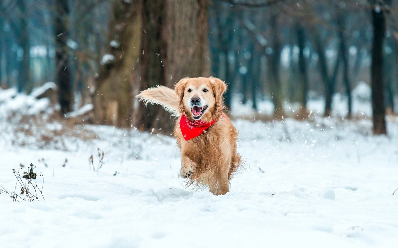 Im Schnee herumzutollen mögen viele Vierbeiner. Unter dem Eis und Salz leiden aber die Pfoten. 