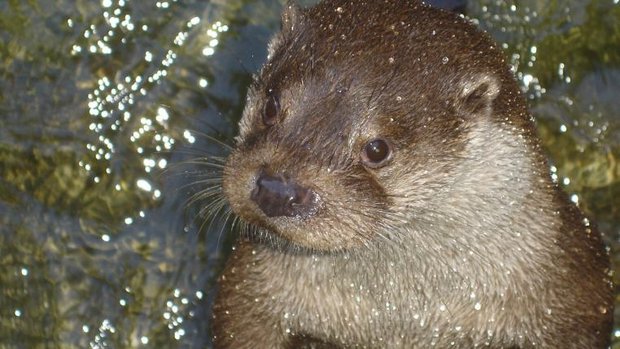 Fischotter in der Schweiz