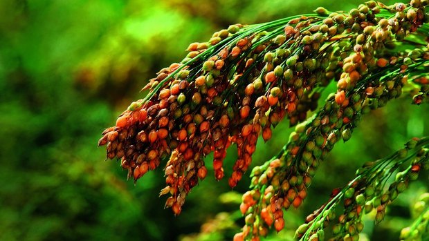 Rispenhirse ist trockenheitsresistent und könnte aufgrund des Klimawandels ein Comeback erleben. 