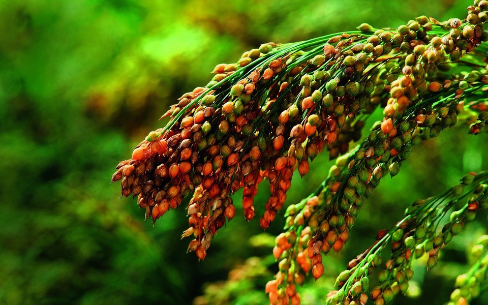 Rispenhirse ist trockenheitsresistent und könnte aufgrund des Klimawandels ein Comeback erleben. 