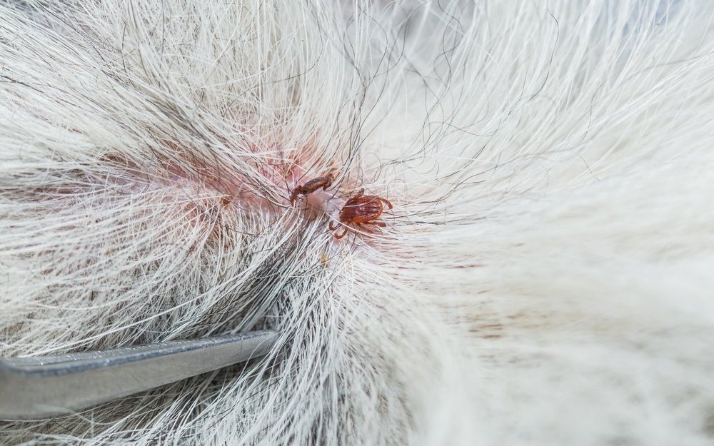 Flöhe und Zecken sterben bei den Inhaltsstoffen Fipronil und Imidacloprid erst 24 bis 48 Stunden nach dem Biss ab, zu einem Zeitpunkt also, zu dem potenzielle Krankheitsüberträger längst in das Heimtier gelangt sind. 