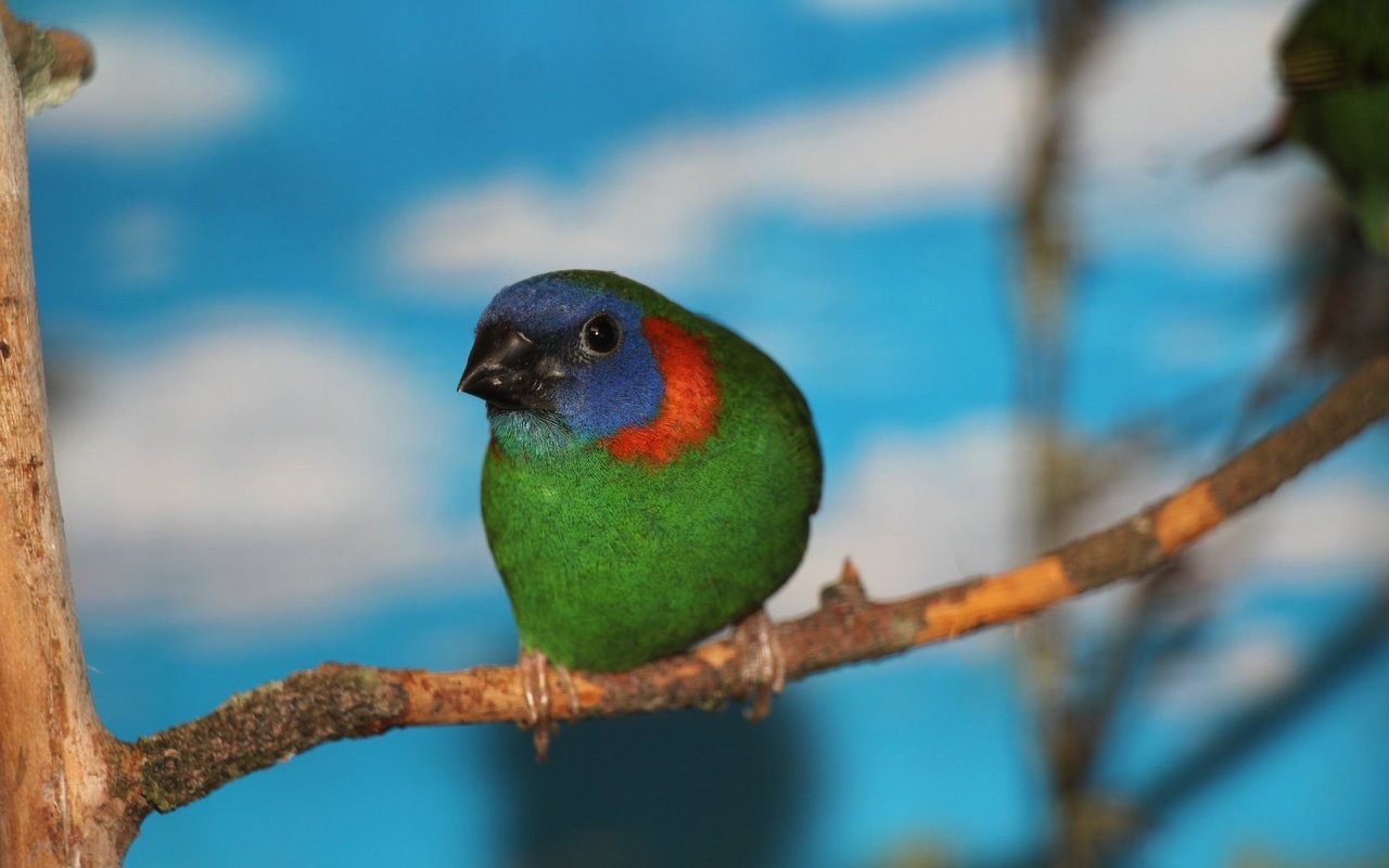 Die Coloria Papageiamadine wurde erstmals in die Schweiz importiert und erstmals in der Schweiz gezüchtet. 