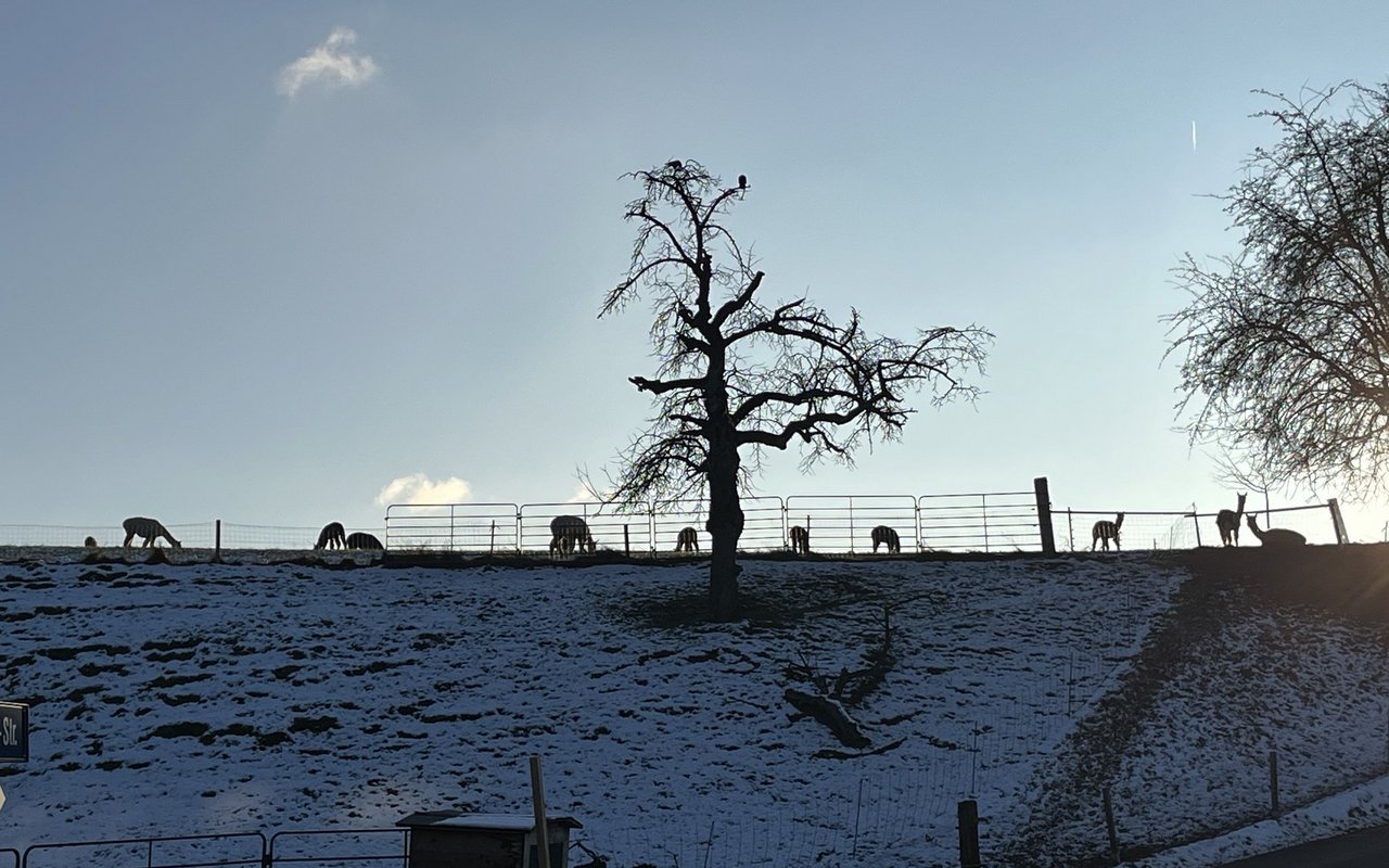 Das Tierwohl hat bei der tiergestützten Therapie einen hohen Stellenwert. 