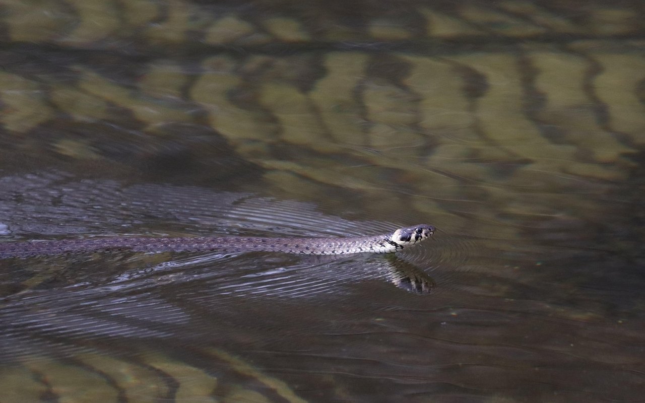 Ringelnattern sind die häufigsten Schlangen der Schweiz.