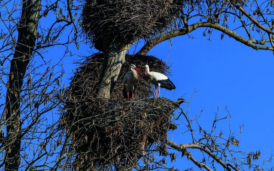 Am Lützelsee kommen Storchenfans auf ihre Kosten.