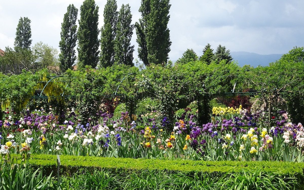 Die Iris-Rabatten werden gesäumt von Wegen, die mit Goldregen und Kletterrosen überwachsen werden. 