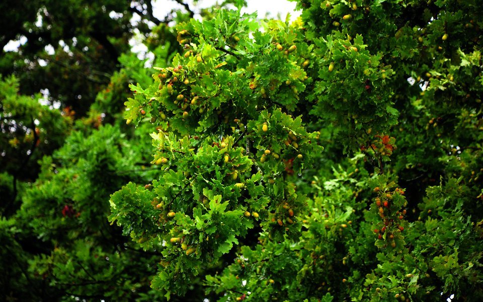 Eichenblätter sind unverkennbar, die Eicheln sind Leckerbissen für Eichelhäher, Eichhörnchen und Wildschweine. 