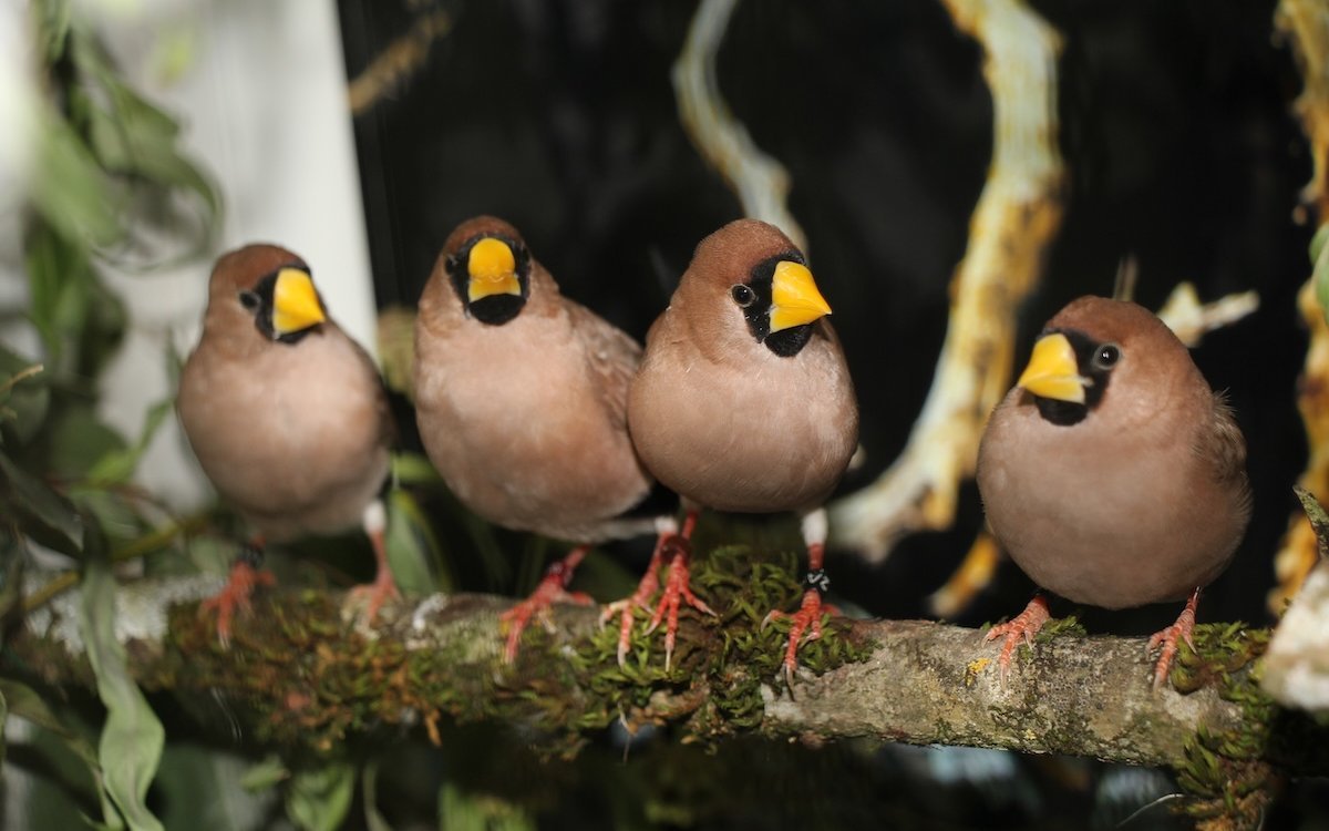 Maskenamadinen halten gerne Körperkontakt untereinander und pflegen sich gegenseitig das Gefieder. 