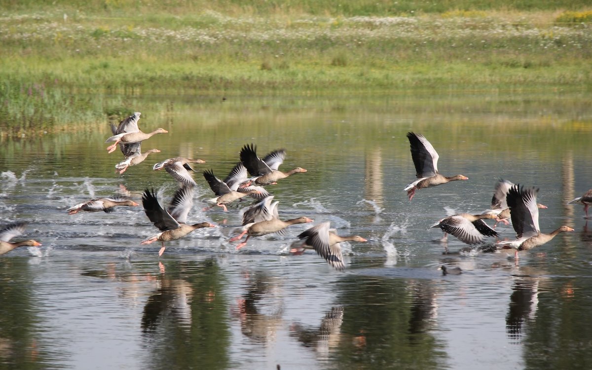 Graugänse haben sich besonders auch im Fanel-Gebiet am Neuenburgersee gut etabliert. 