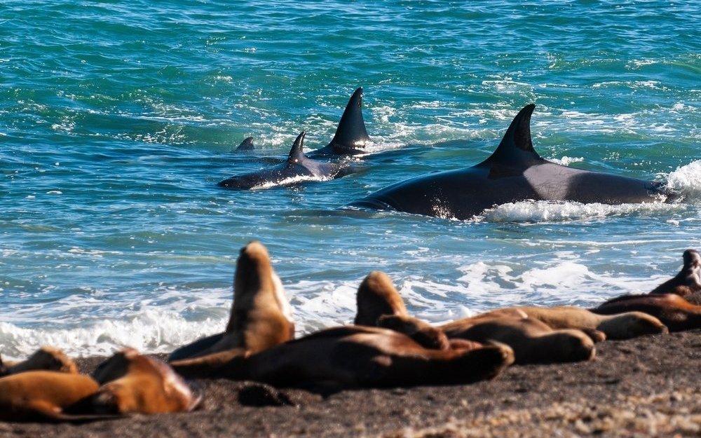 Residente Orcas leben in stabilen sozialen Familiengruppen. Das Oberhaupt dieser Gruppe ist ein weibliches Tier.