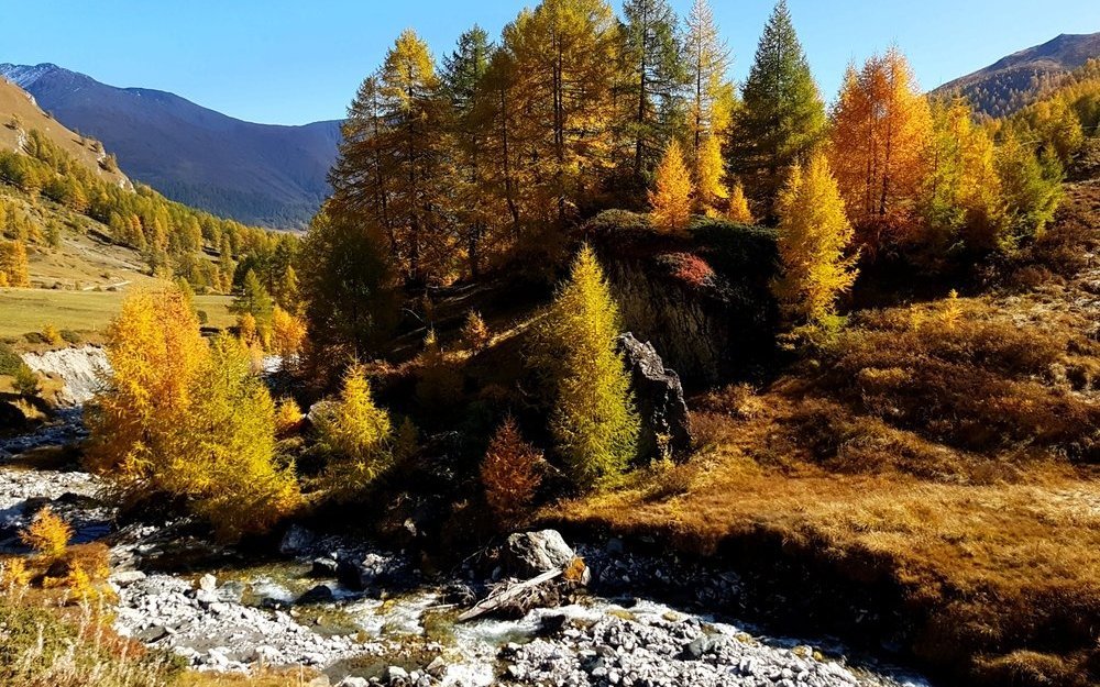 Je kürzer die Tage und je tiefer die Temperaturen, desto bunter werden im Herbst die Lärchenwälder.