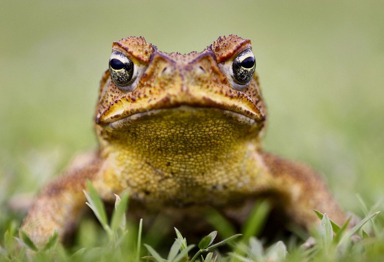 Die Männchen der Aga-Kröte sind biologisch intersexuell.