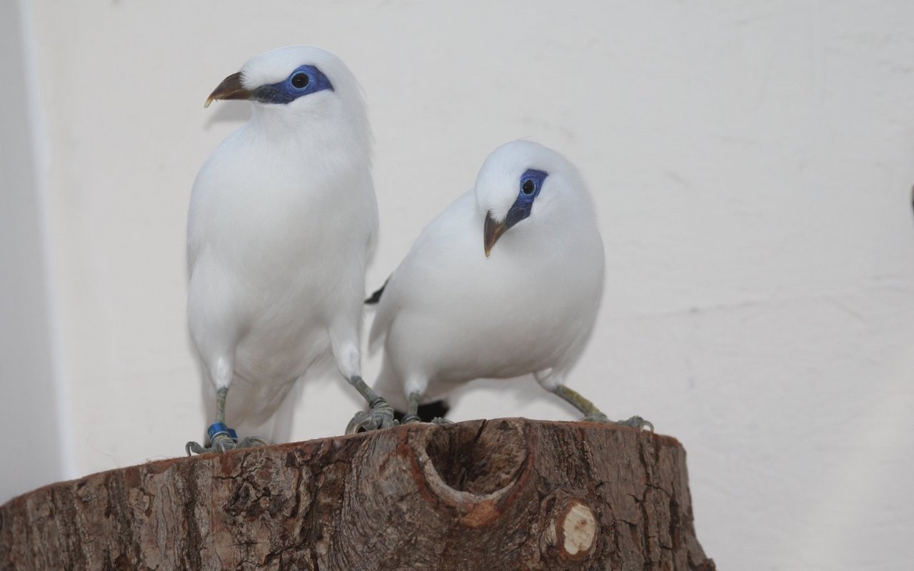 Ein harmonierendes Paar Balistare braucht Ruhe und muss paarweise gehalten werden. Artgenossen in Nachbarvolieren stören. 