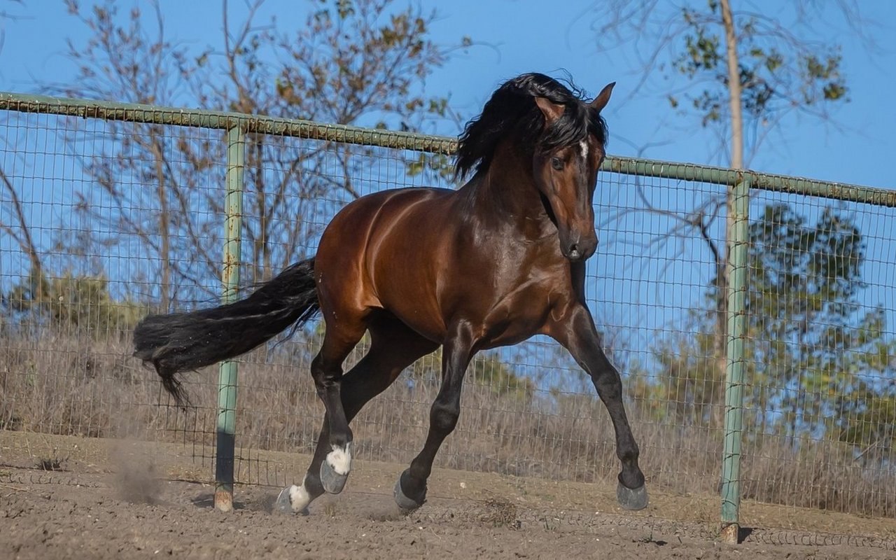 Der Warlander ist eine Kreuzung der Rassen PRE und Friese. 