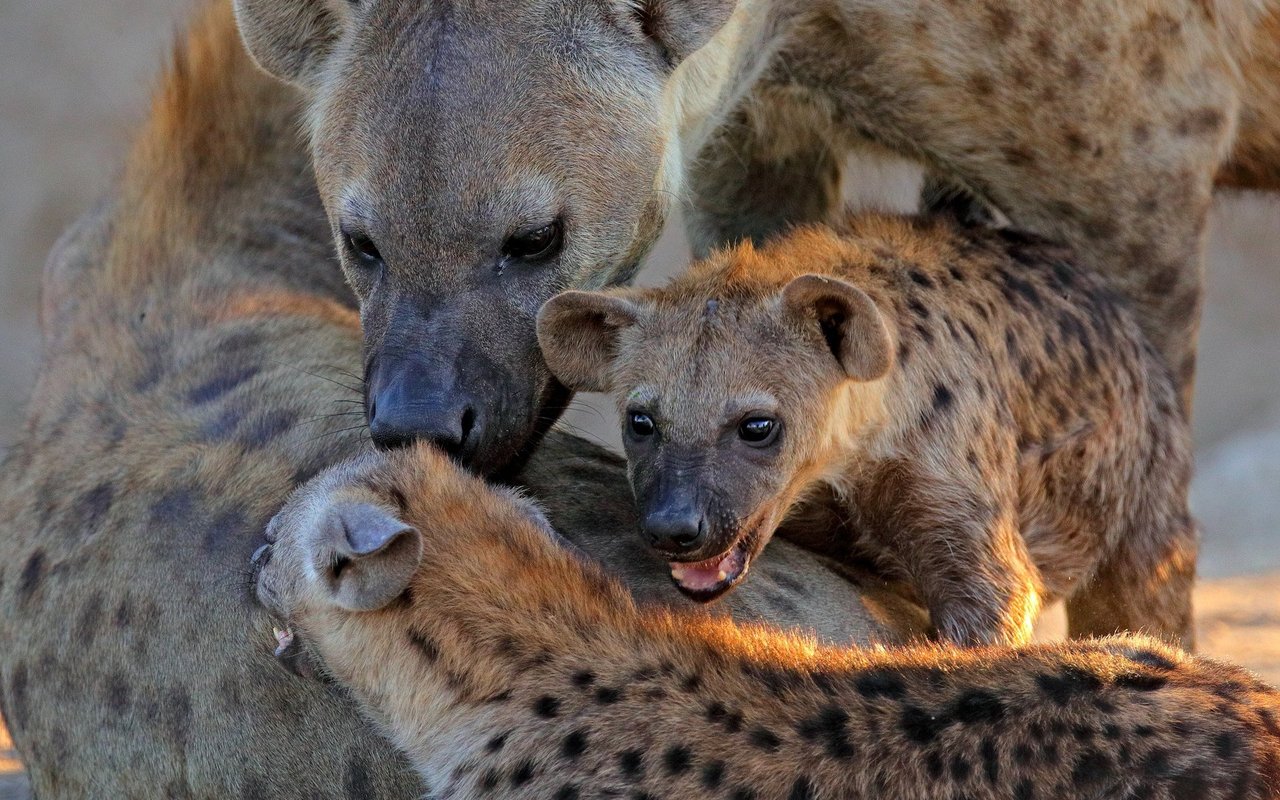 Tüpfelhyänen leben in Clans, in denen die Hierarchie nach sozialer Akzeptanz geregelt wird. 