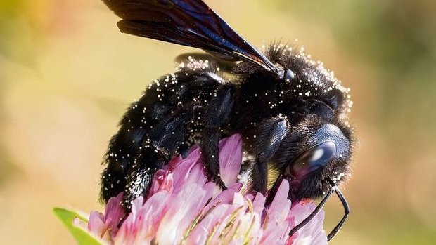 Die grösste heimische Biene ist ein seltener Gast im Garten.
