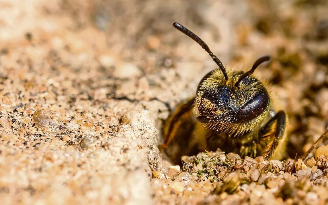 Knapp die Hälfte der 621 hiesigen Wildbienenarten gilt als bedroht.