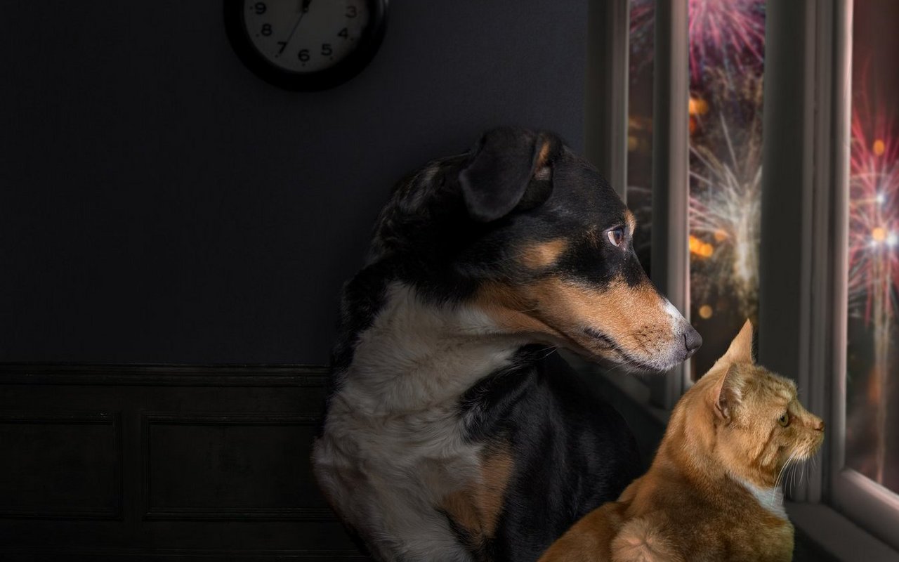 Feuerwerk macht nicht nur Haus-, sondern auch Wildtieren Angst.