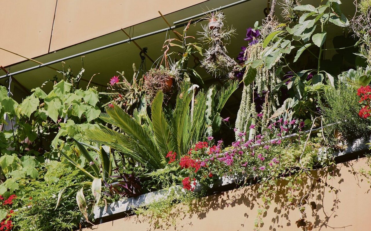 Ein Beispiel aus der Schweiz: Der Balkon unseres Autors (unten),wo regelmässig Amseln brüten (oben).