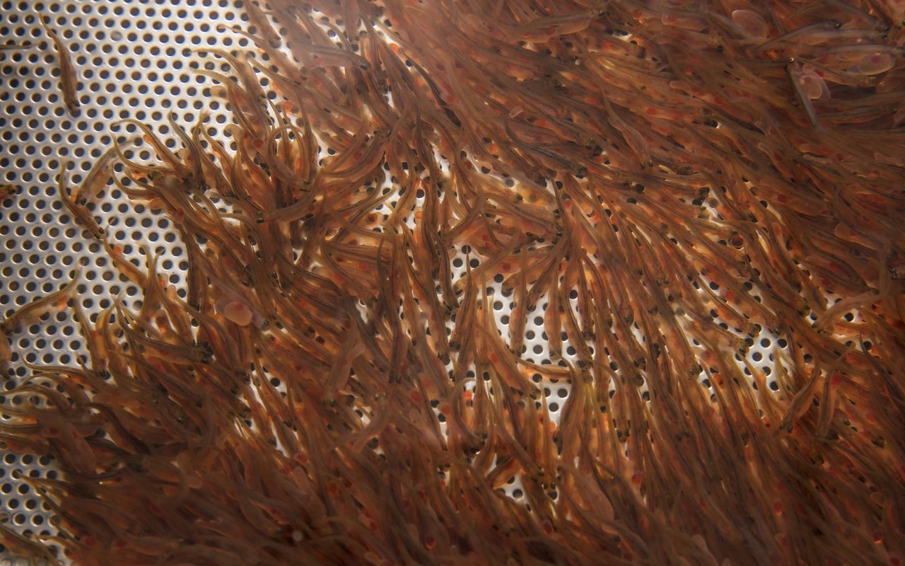 Lachslarven bei der Firma Swiss Lachs AG Lostallo GR.