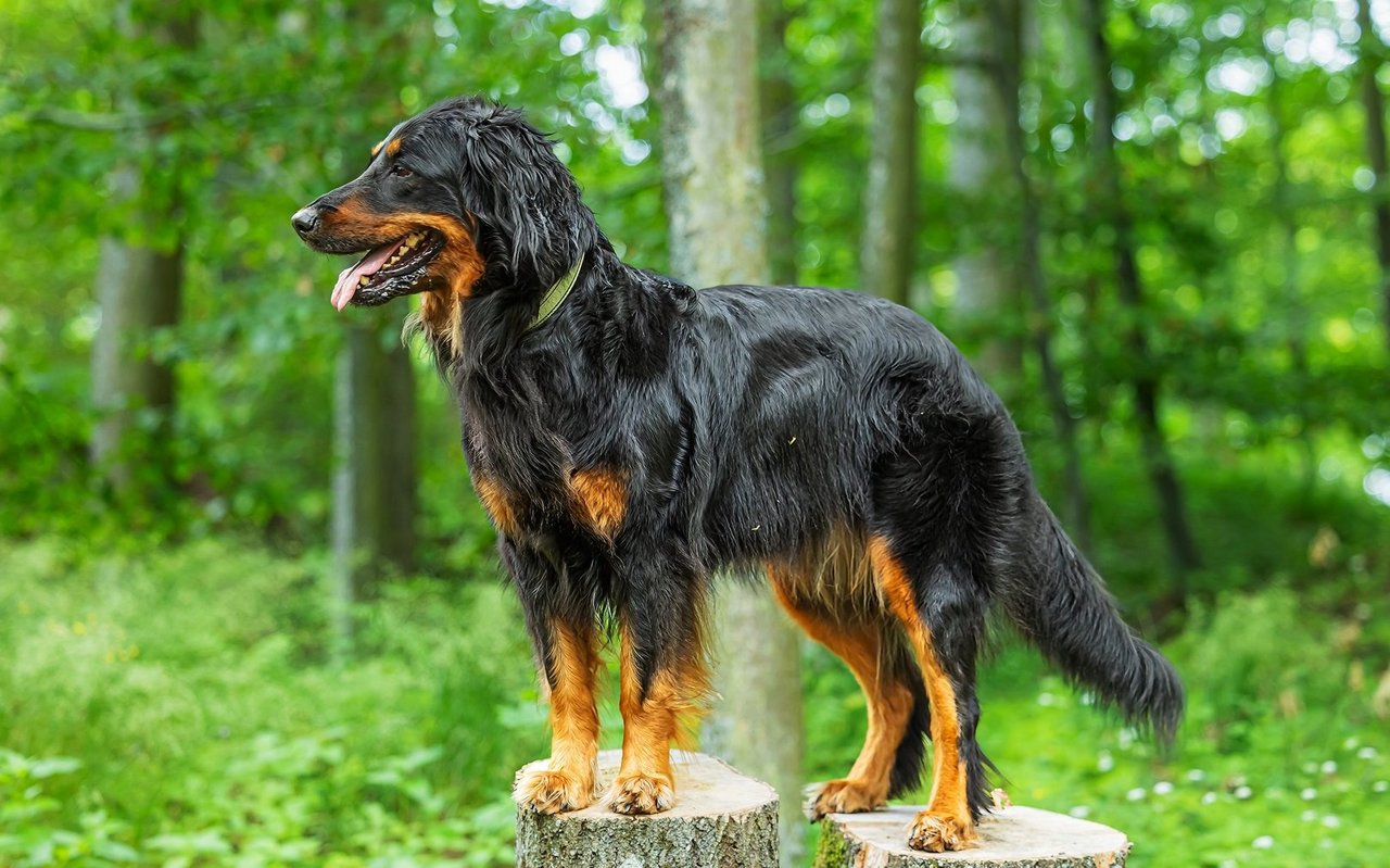 Der Hovawart ist ein grosser, kräftiger Hund mit mittellangem Fell, der selbstbewusst, wachsam und gleichzeitig freundlich wirkt.