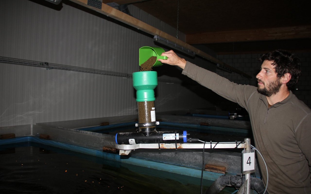 Matthias Widmer füttert seine Zander mit Pellets. 