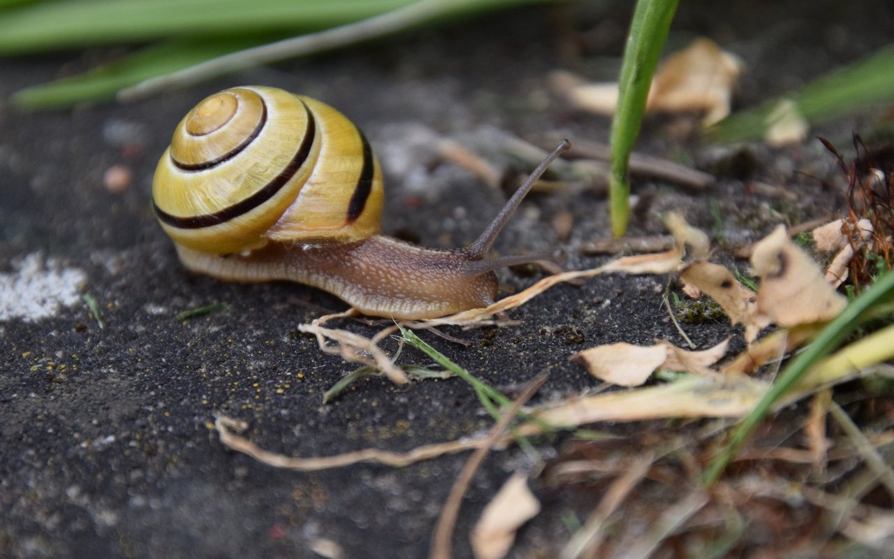 Die Bänderschnecke verwertet abgestorbene Pflanzen, Aas und Algenbeläge – und richtet im Gemüsegarten meist kaum Schaden an.