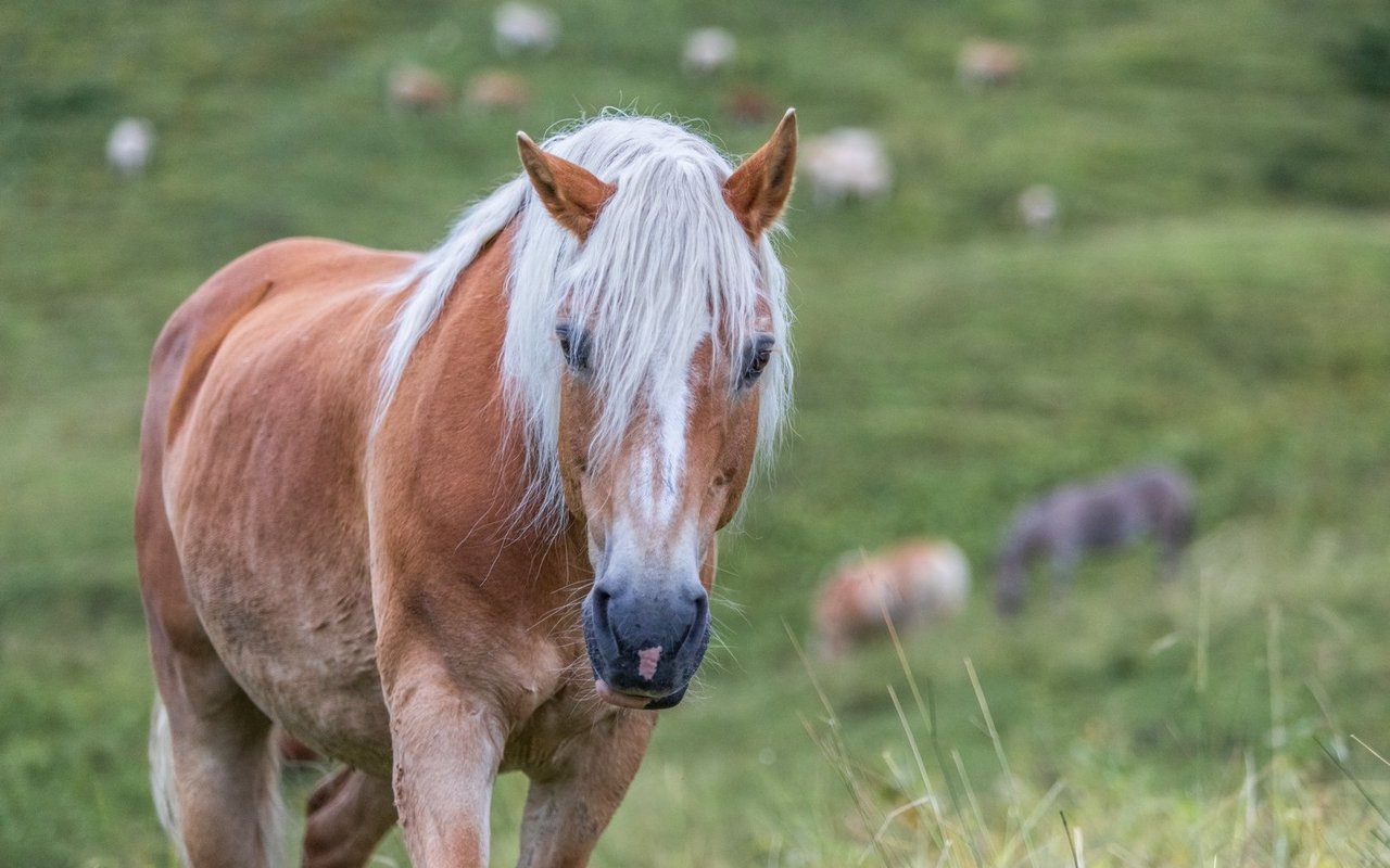 Haflinger kommen aus der Höhe und sind noch heute berggängig.