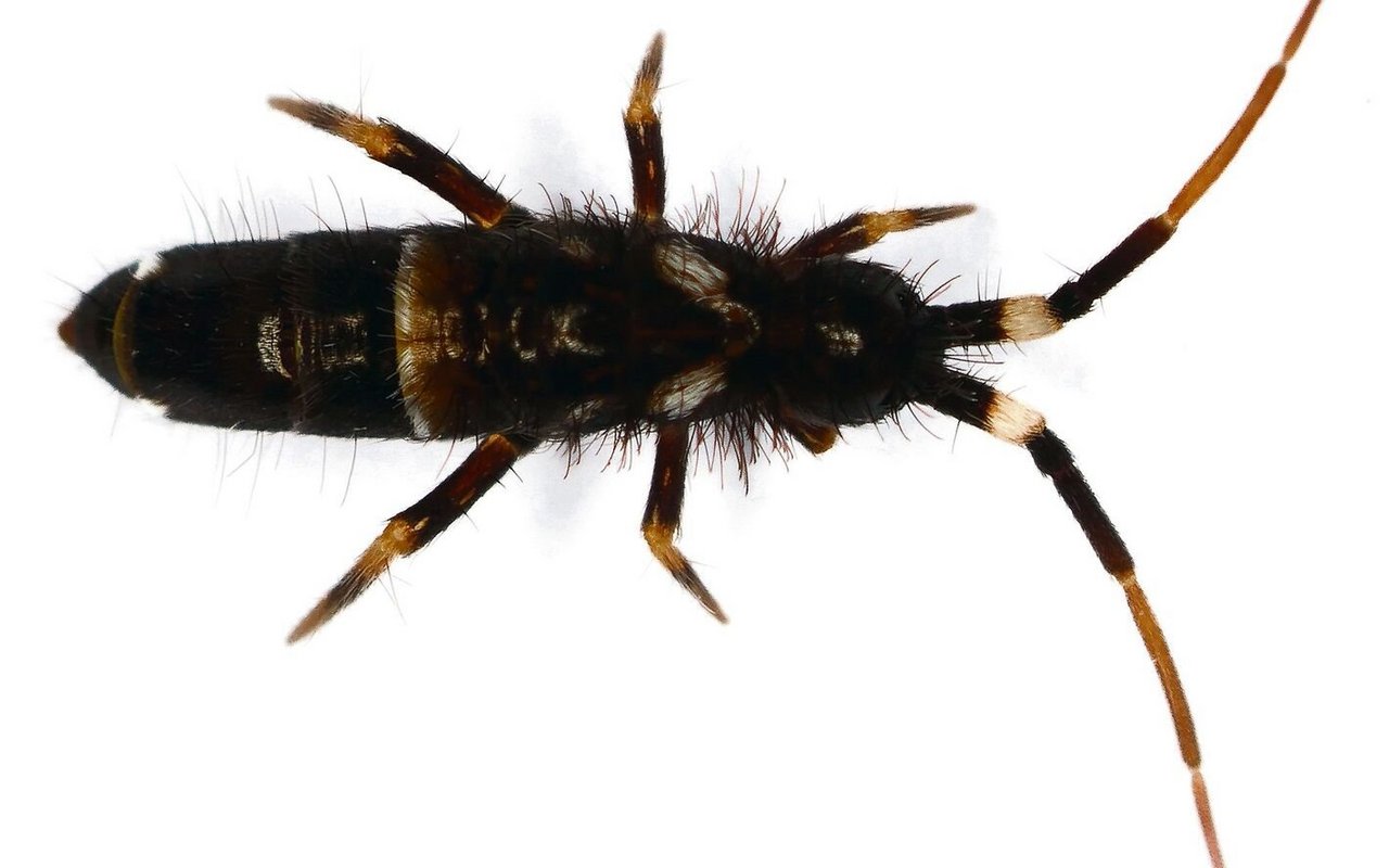 Springschwanz (Collembola)